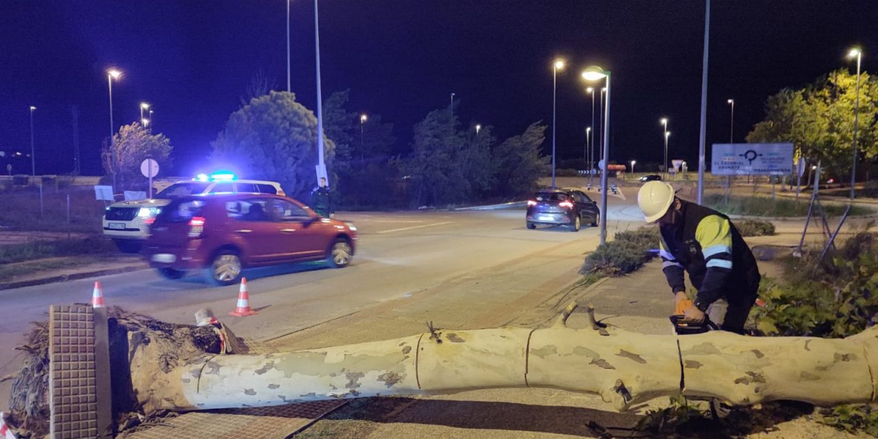 Las fuertes rachas de viento tumban varios árboles en el Pardillo.