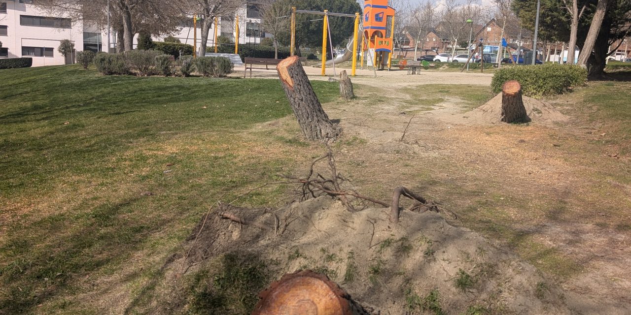 Árboles, alcorques y herencias