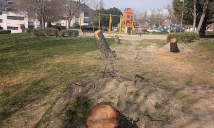 Árboles, alcorques y herencias